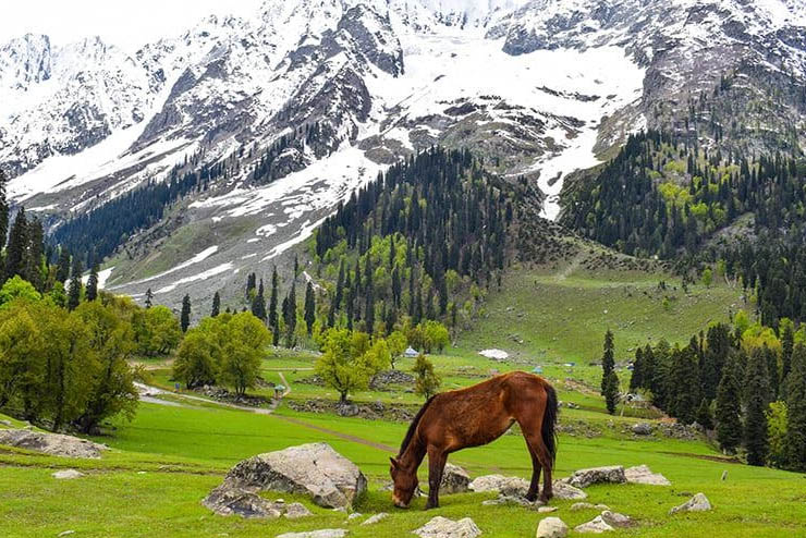 Kashmir Tour Package